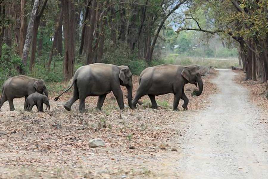 ময়ূর ঝর্নায় কখনও সপরিবারে হাতির দলের দেখা মেলে।