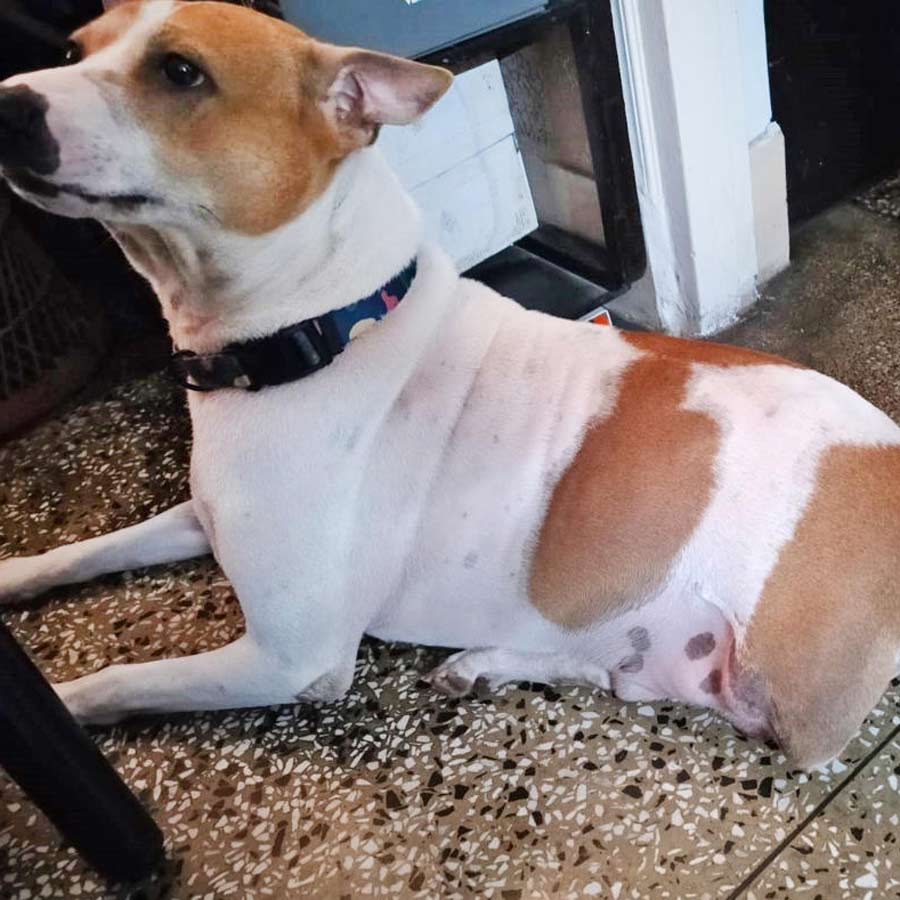 পা-হারা এই কুকুরটিকে বহুতলের ছাদে ঘোরানো নিয়ে বিতর্ক।