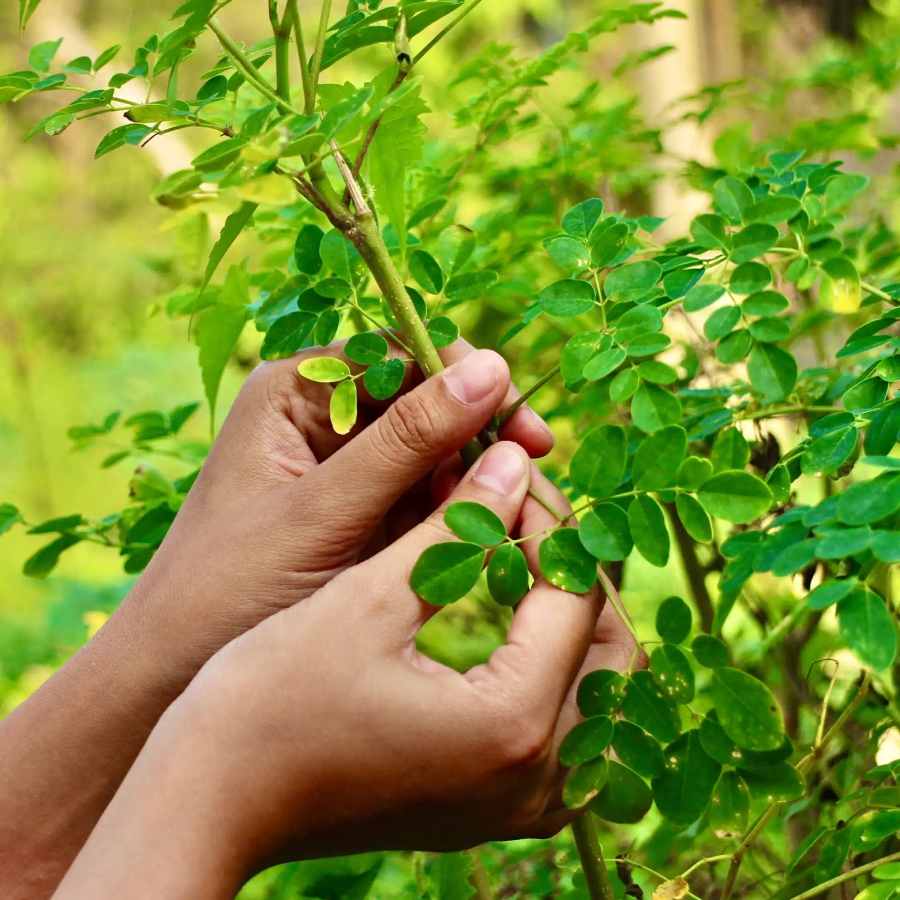 How to add moringa leaves to your diet for better health