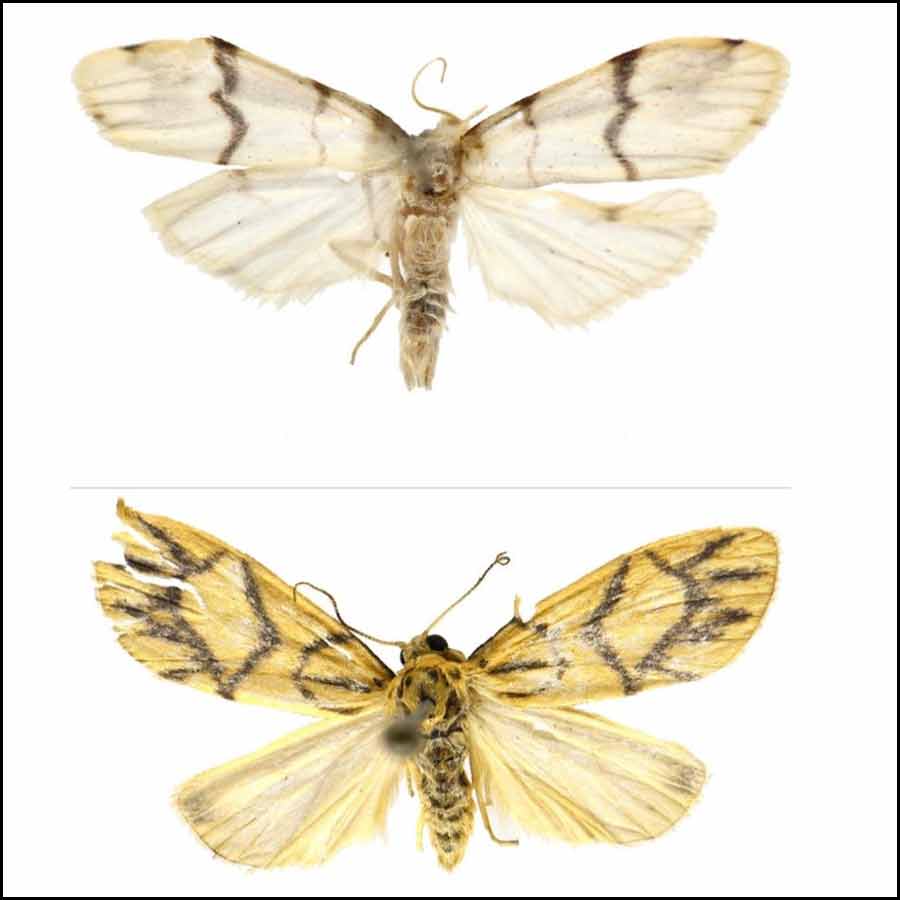 Two new species of moths discovered in West Bengal and Sikkim dgtl