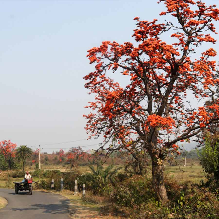 শিমুল-পলাশের টানে এই সময় গিরিডি-মধুপুর ঘুরে নিতে পারেন।
