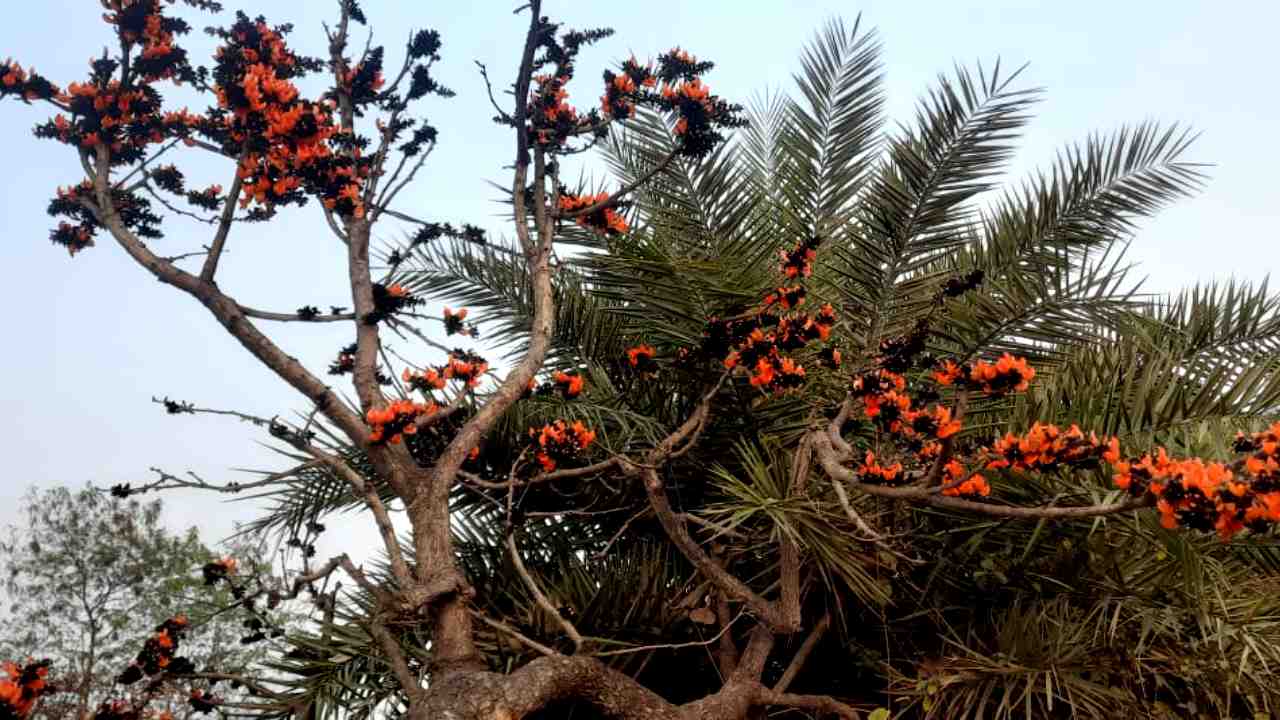 মধুপুরে ফুলের বাহার।