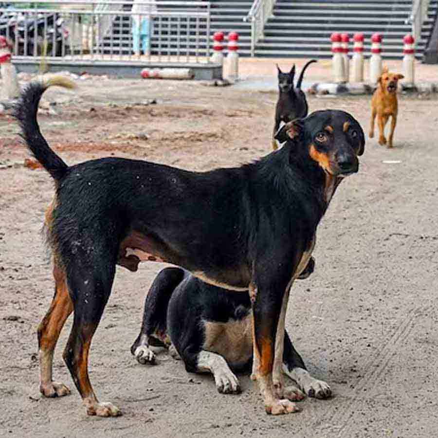 প্রতিনিধিত্বমূলক ছবি।