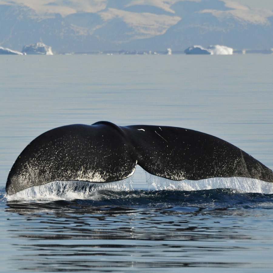 বো-হেড তিমি।