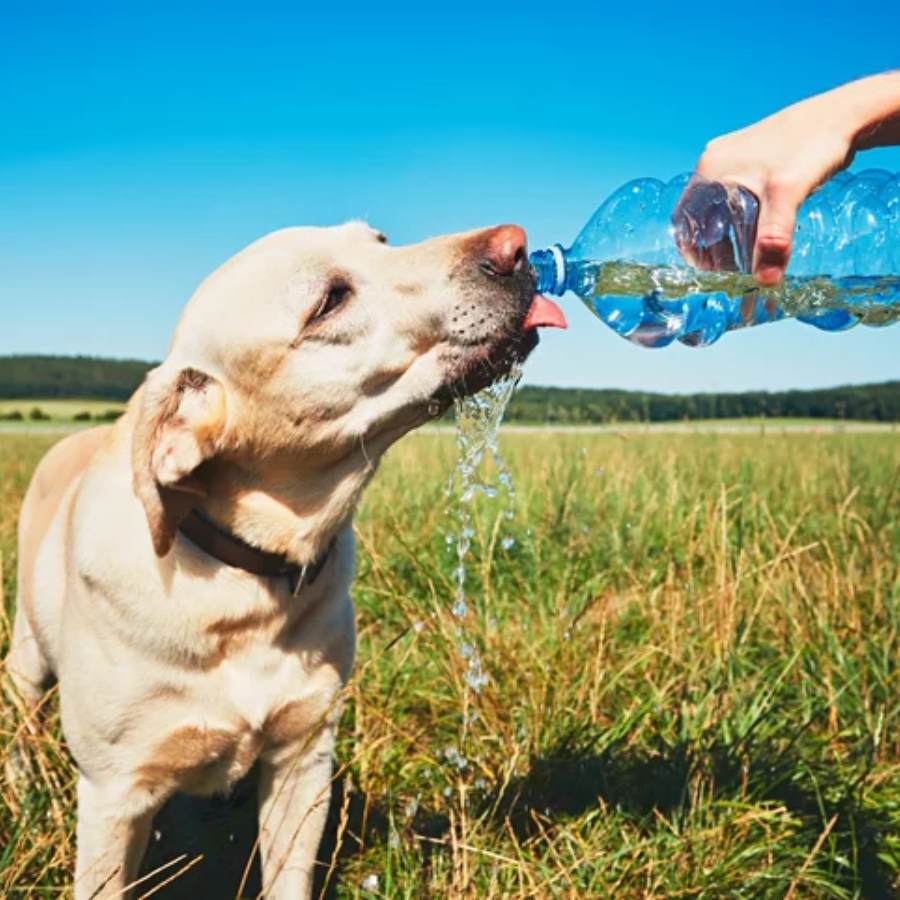 পোষ্যের শরীরে জলশূন্যতার ঝুঁকি কমাবেন কী ভাবে?