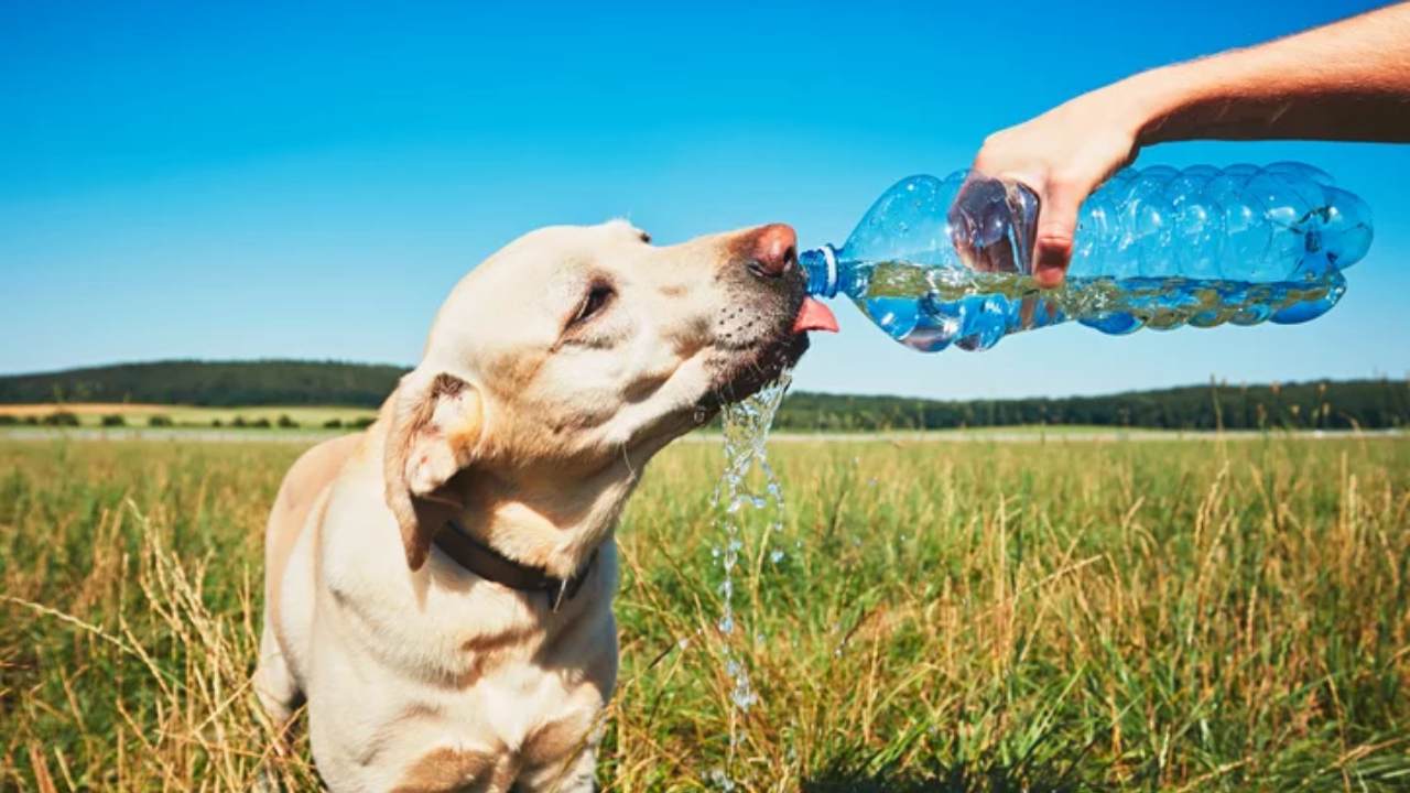 পোষ্যের শরীরে জলশূন্যতার ঝুঁকি কমাবেন কী ভাবে?