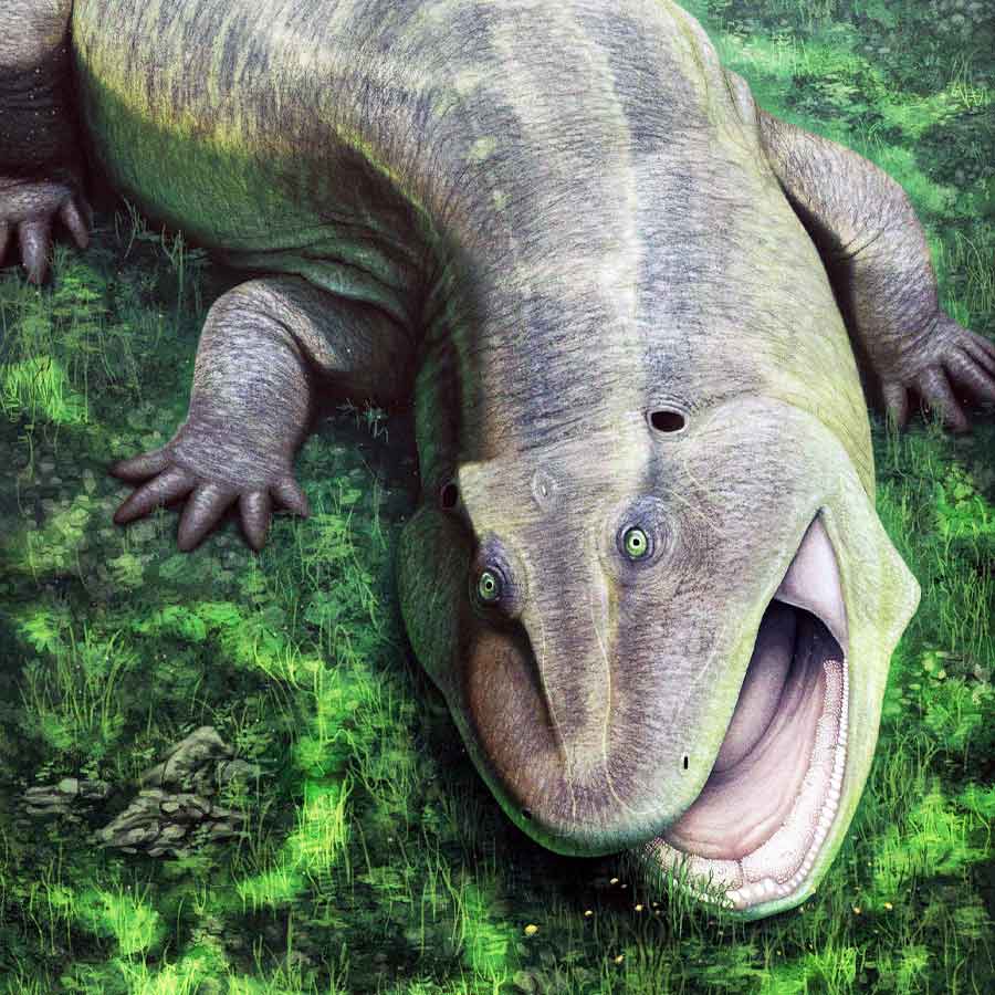 আমাজনে মিলল অদ্ভুত চোয়ালের এক প্রাণীর জীবাশ্ম।