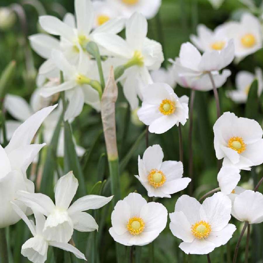 সাদা ফুলেই ভরবে বাগান। তালিকায় রাখবেন কোন ফুল?