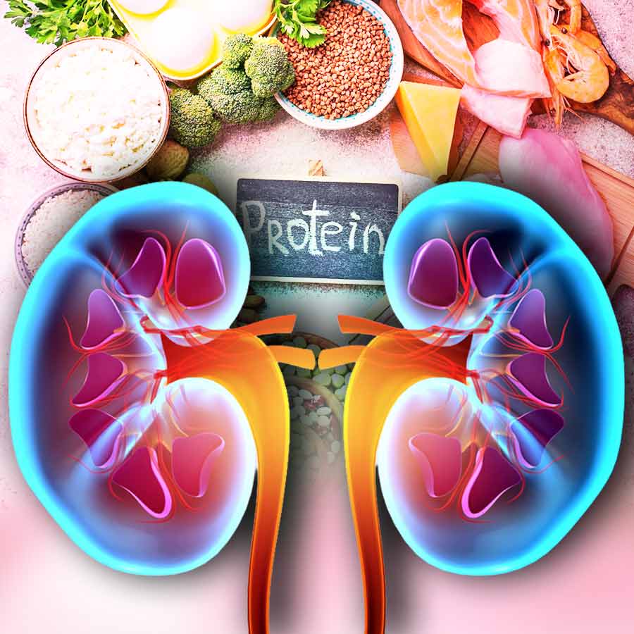 Can Protein special diet damage your Kidney dgtl
