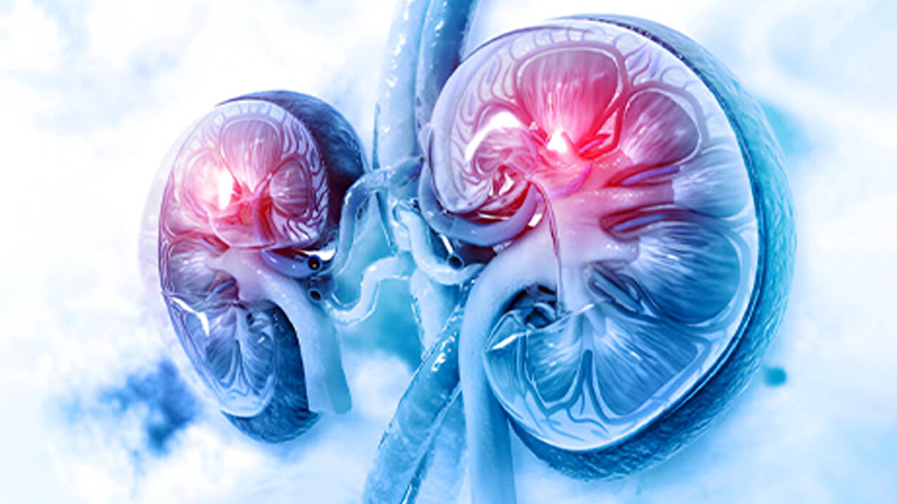 কিডনির ক্ষতি হতে পারে নিঃশব্দেই। কোন বিষয়গুলি কিডনির জন্য ঝুঁকিপ্রবণ?