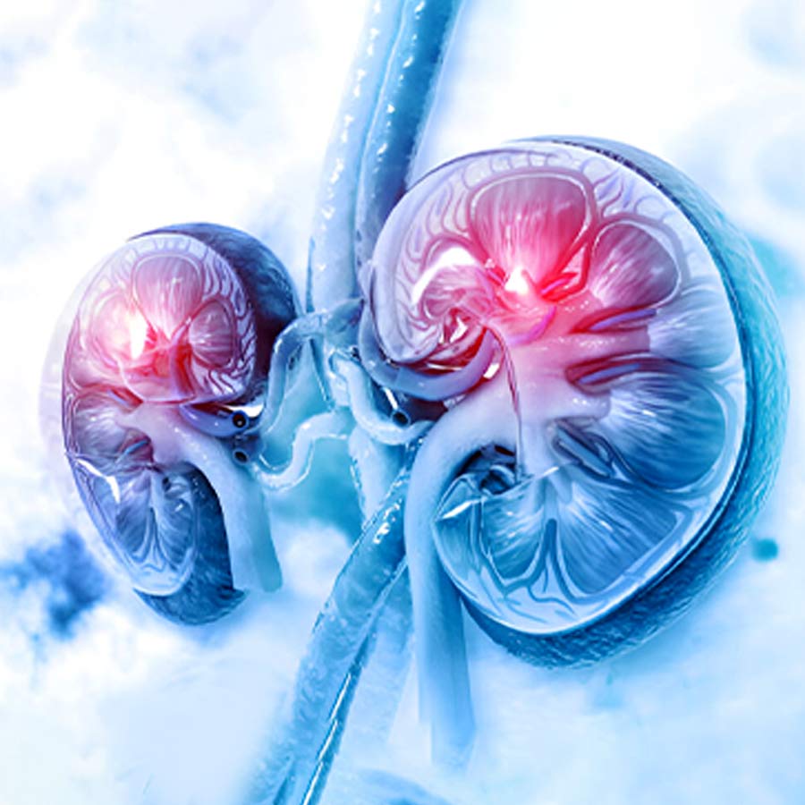 How Common Underlying Diseases Can Secretly Damage Your Kidneys dgtl