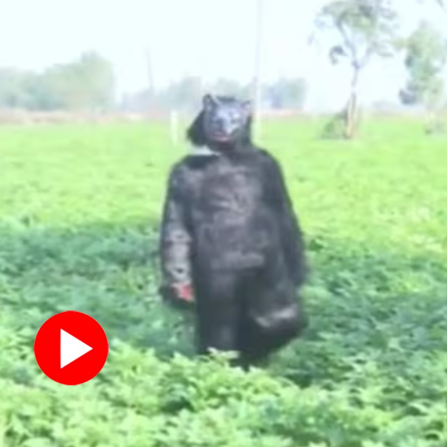 Video of Farmer In UP’s Firozpur Village Wears Bear Costume To Save Crops From Monkeys Goes Viral dgtl