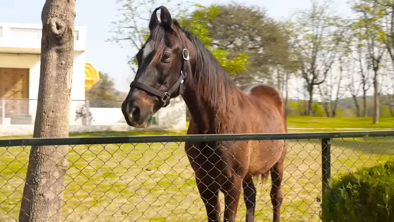 Mika Singh's Delhi Farmhouse