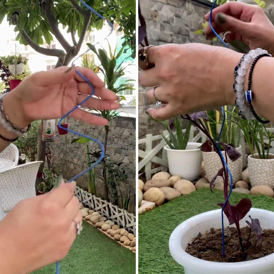 হ্যাঙারের  তার বেঁকিয়ে গাছ সোজা রাখার কৌশল কিন্তু কাজের।