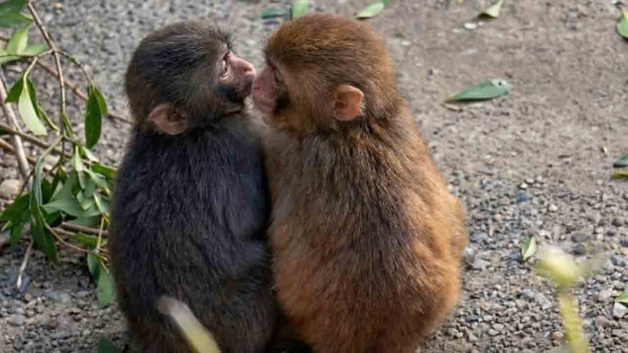 দু’জনে।