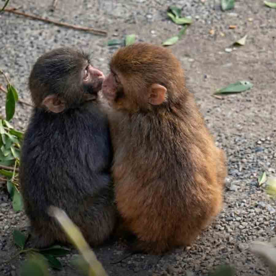 দু’জনে।