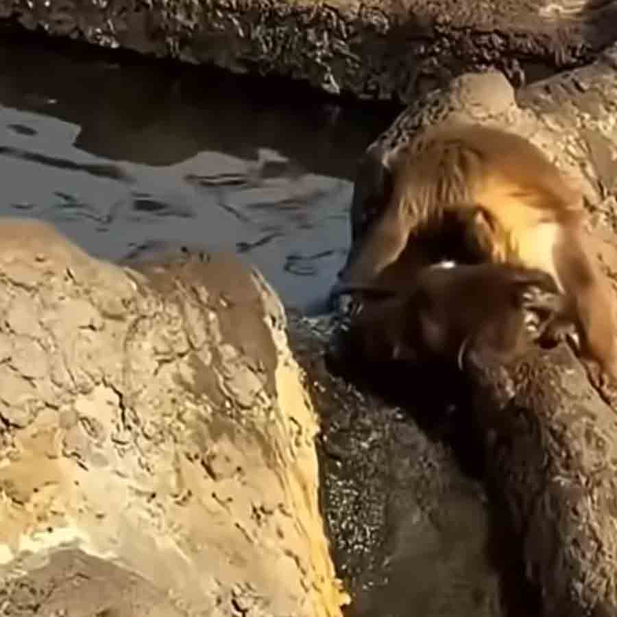 পাঞ্চকে জল পান করতে সাহায্য করছে মোমো। 