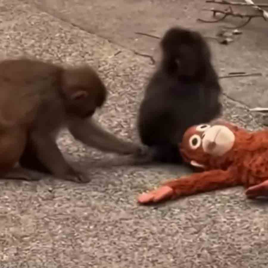 পাঞ্চের প্রিয় খেলনার সঙ্গে দিদি ও ভাই। 