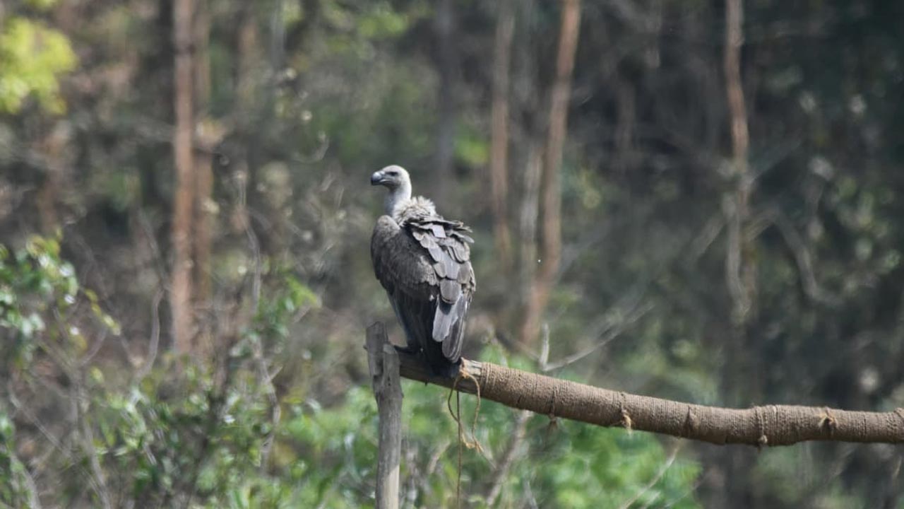 বৃহস্পতিবার অসমের বন ও পরিবেশ দফতরের বিশেষ সচিব এমকে যাদব পাঁচটি শকুনকে প্রাকৃতিক পরিবেশে মুক্ত করেন।