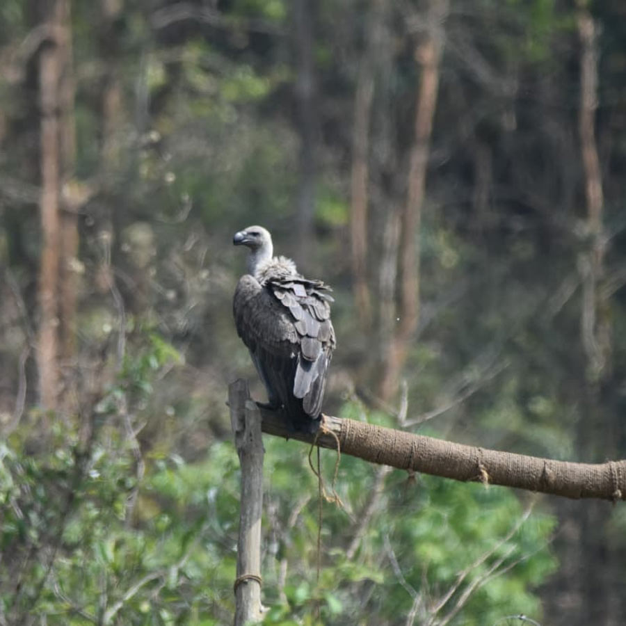 বৃহস্পতিবার অসমের বন ও পরিবেশ দফতরের বিশেষ সচিব এমকে যাদব পাঁচটি শকুনকে প্রাকৃতিক পরিবেশে মুক্ত করেন।