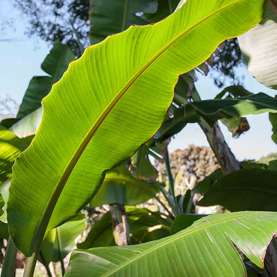 Agitation continues in BJP over candidate selection