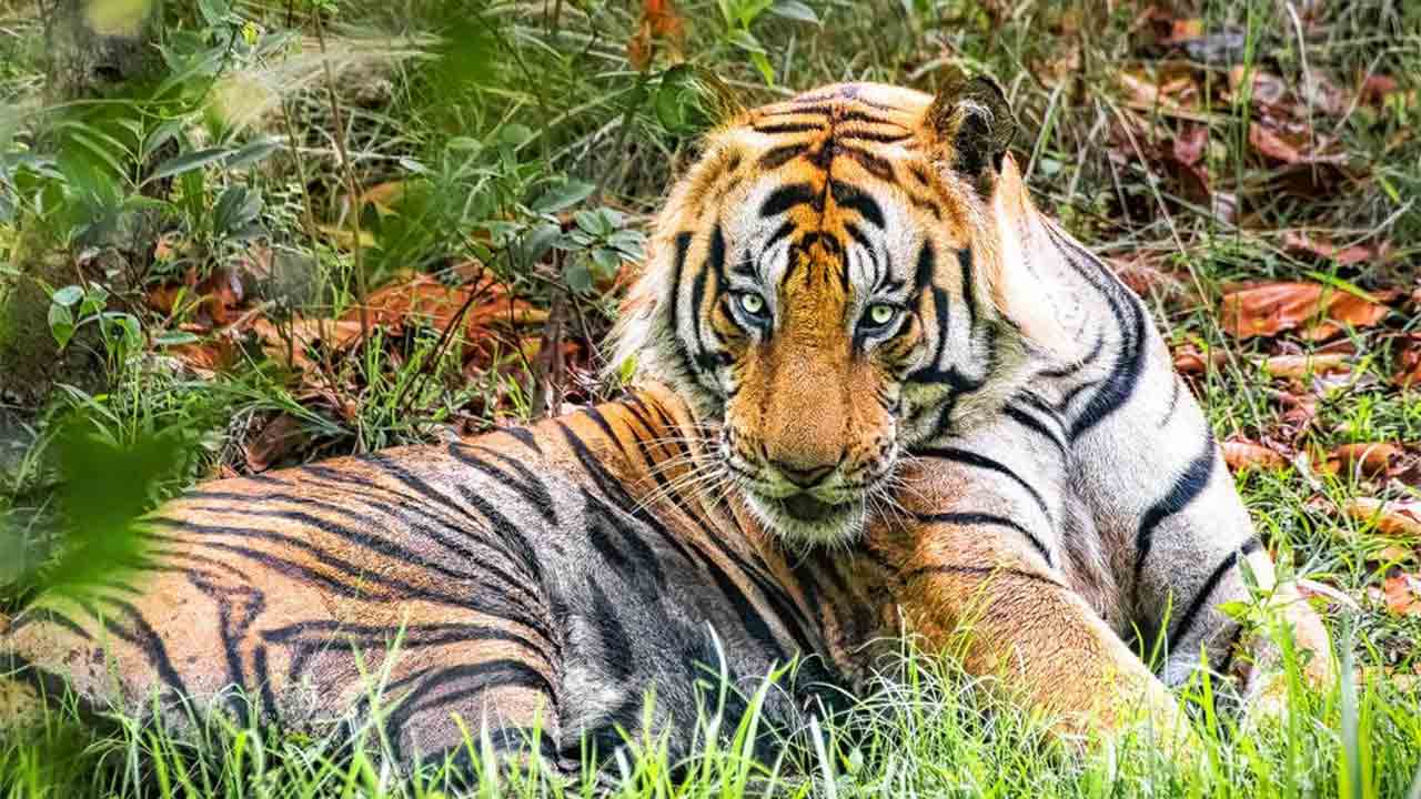 নজর: ধামোকর (পুরুষ বাঘ)। বান্ধবগড় জাতীয় উদ্যানে। ছবি: নীলাঞ্জন গঙ্গোপাধ্যায়