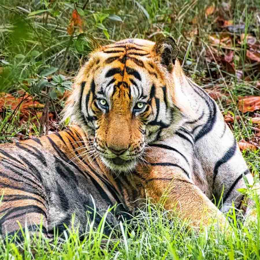 Humans fall prey to tigers because they ignore the signal other forest animals gave them about the arrival of the apex predator