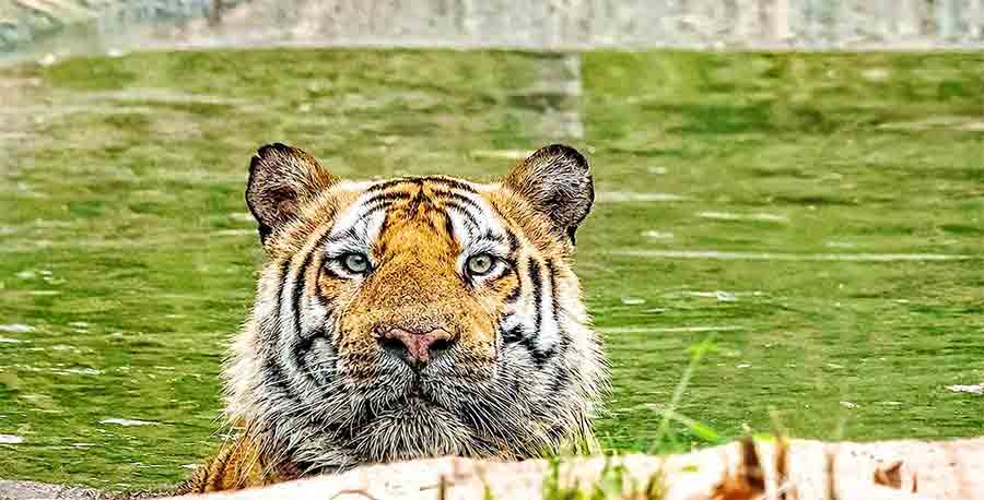 মনোযোগী: জল থেকে মুখ তুলে এক দৃষ্টিতে তাকিয়ে পুরুষ বাঘ জামহোল। ছবি: নীলাঞ্জন গঙ্গোপাধ্যায়