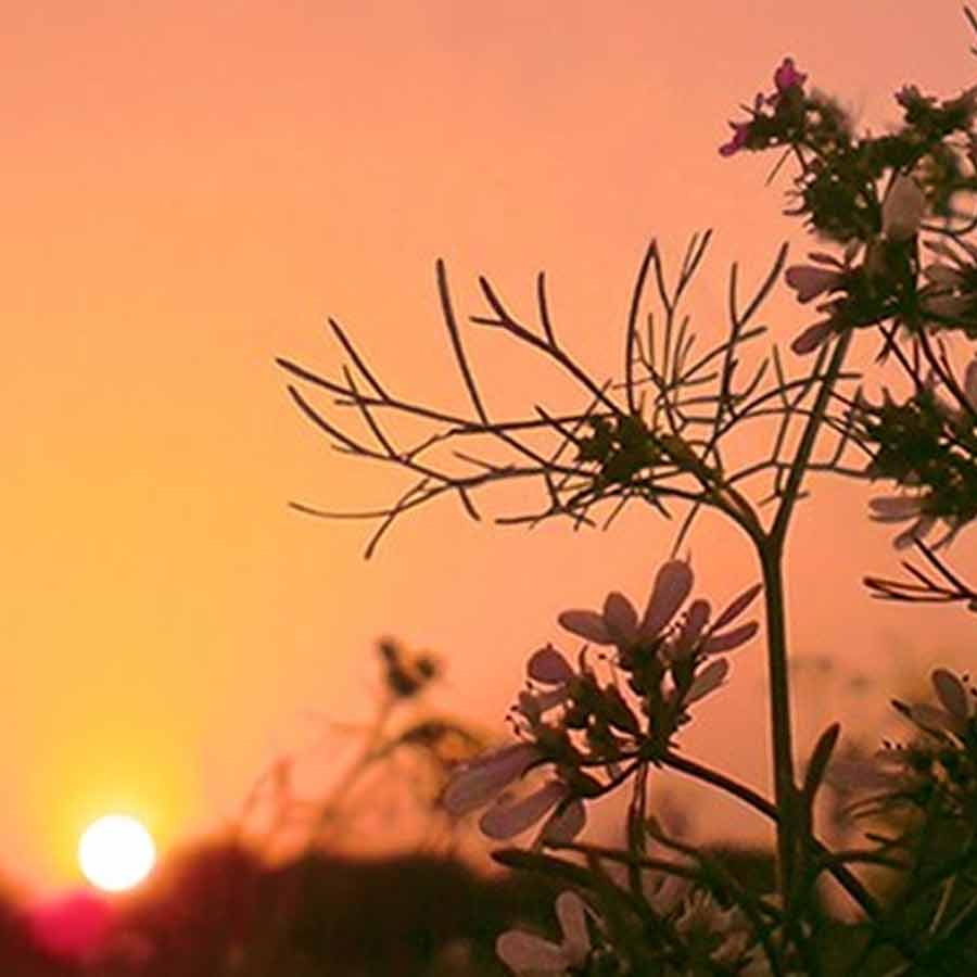 Phul phutuk na phutuk, A Poem written by Subhash Mukhopadhyay dgtl