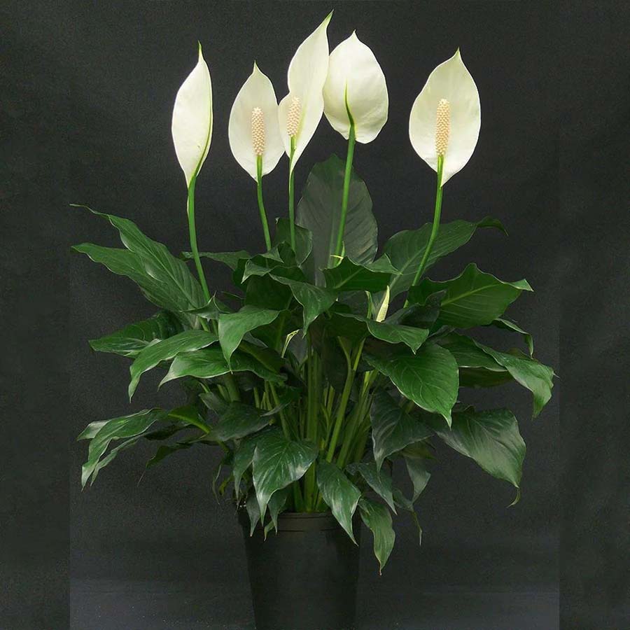Why Your Peace Lily Has New Leaves but No Flowers, Causes and Solutions dgtl