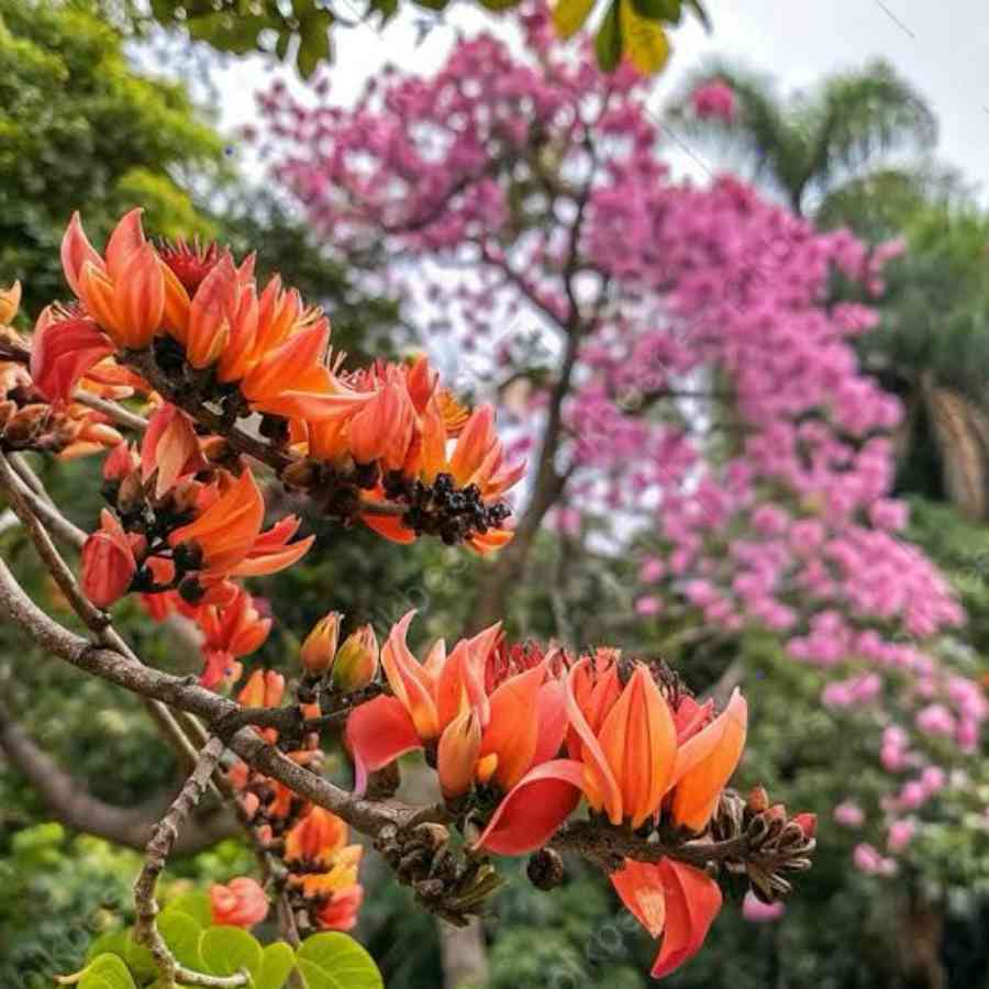 Spring has almost been vanished from Weather system as Summer is directly coming forth at the end of Winter dgtl