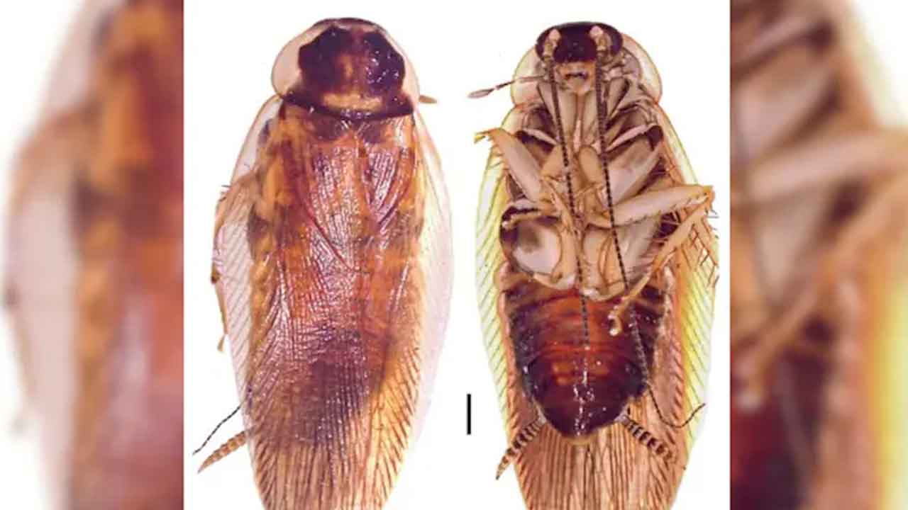 নতুন প্রজাতির আরশোলা ‘নিওলোবোপ্টেরা পেনিনসুলারিস’।