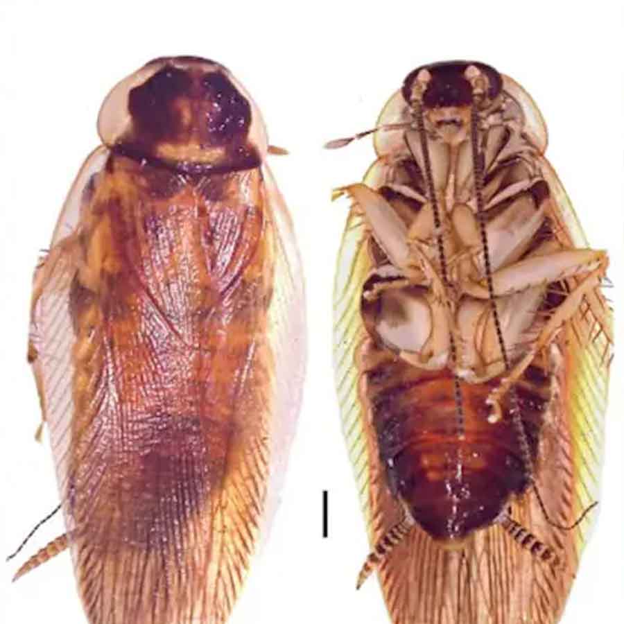 Scientists discover a new species of Cockroach in Maharashtra dgtl