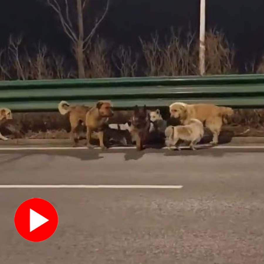 Video of group of 7 stolen dogs led by corgi, escaped captivity and travelled nearly 17 km in China dgtl