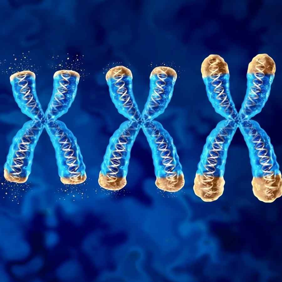 বয়স যত বাড়ে, ততই ছোট হতে থাকে ক্রোমোজ়োমের টেলোমেয়ার।