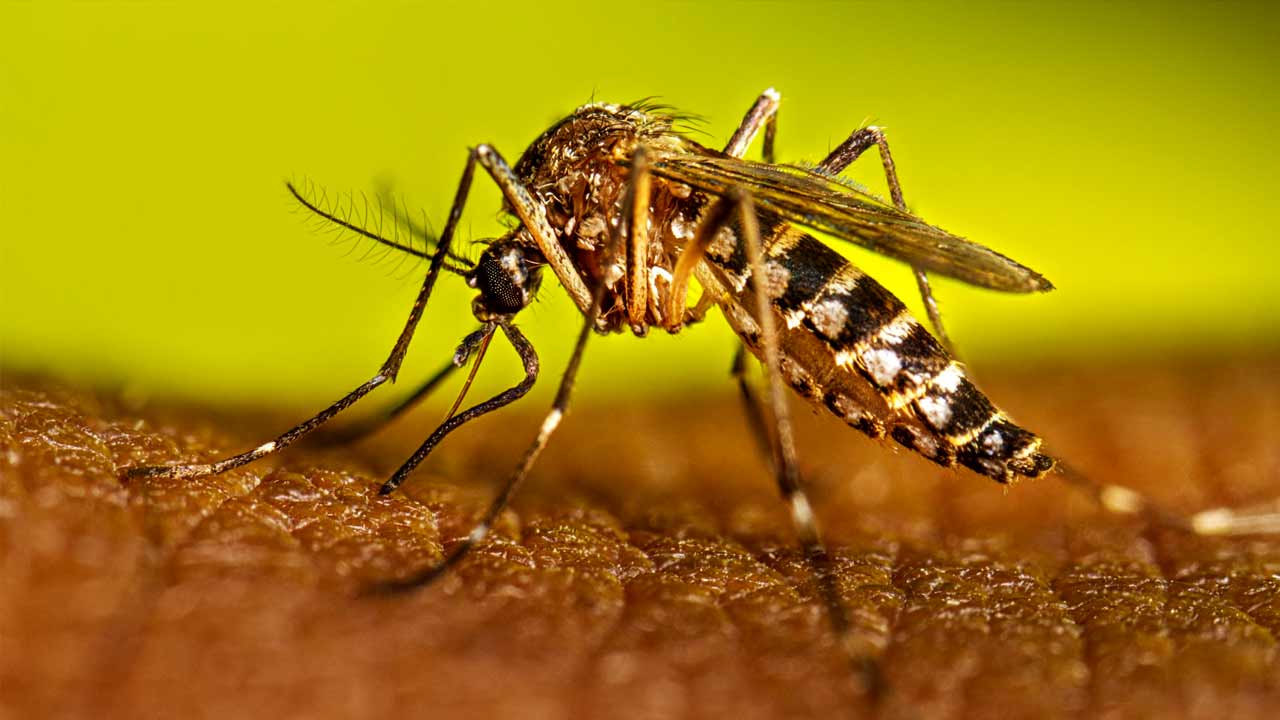 Rising temperatures, shifting rainfall patterns fuelling global dengue surge