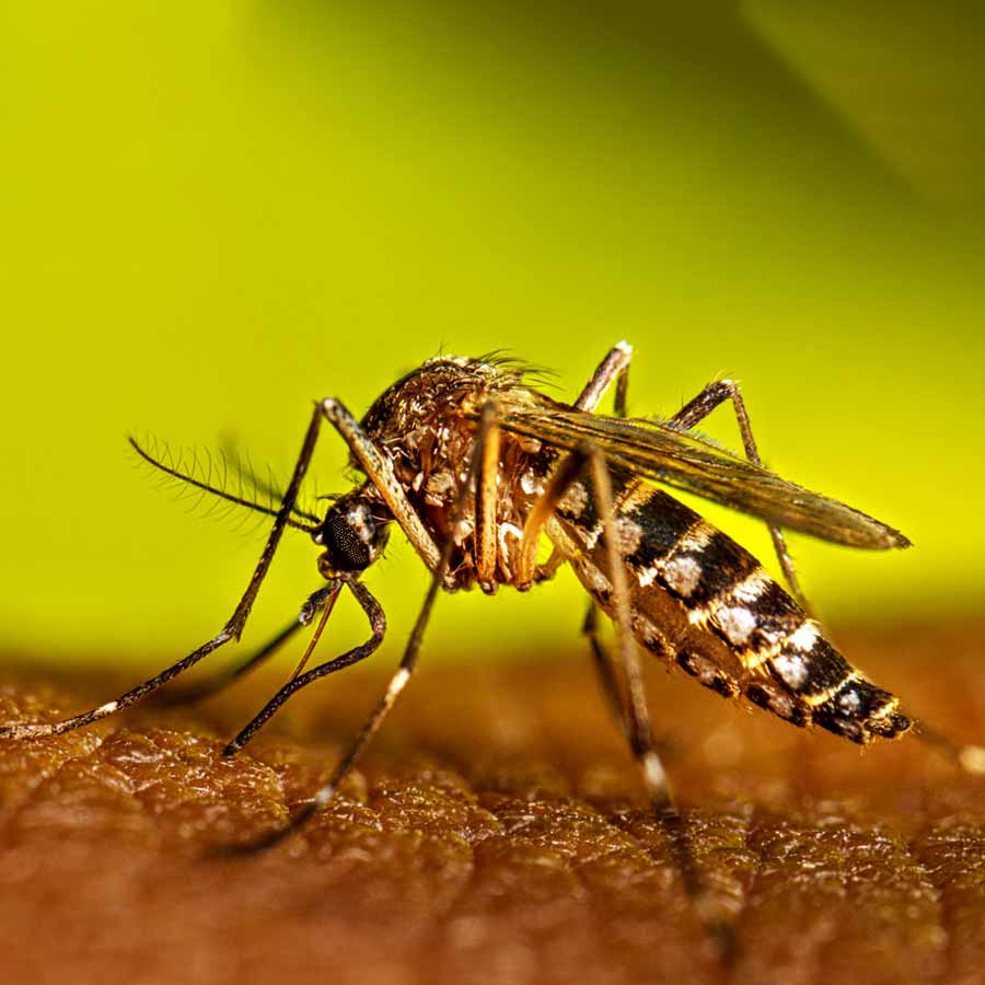 Rising temperatures, shifting rainfall patterns fuelling global dengue surge