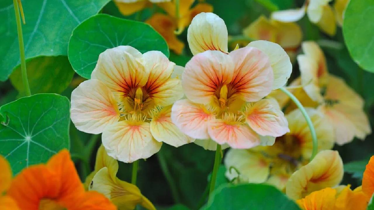 বাগানের দ্বাররক্ষী হতে পারে কোন গাছ?