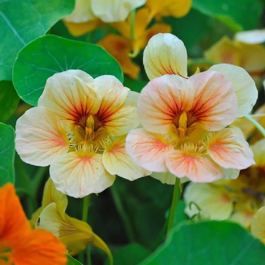 বাগানের দ্বাররক্ষী হতে পারে কোন গাছ?