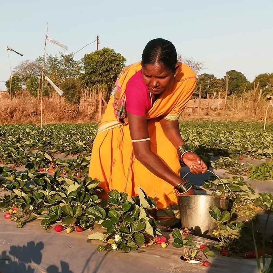 How Farmers Grow Strawberries Despite Tropical Heat, Turning Region into Berry Hub