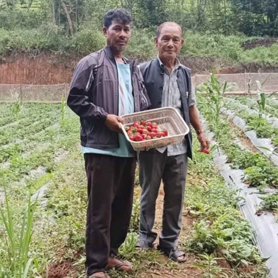 How Farmers Grow Strawberries Despite Tropical Heat, Turning Region into Berry Hub