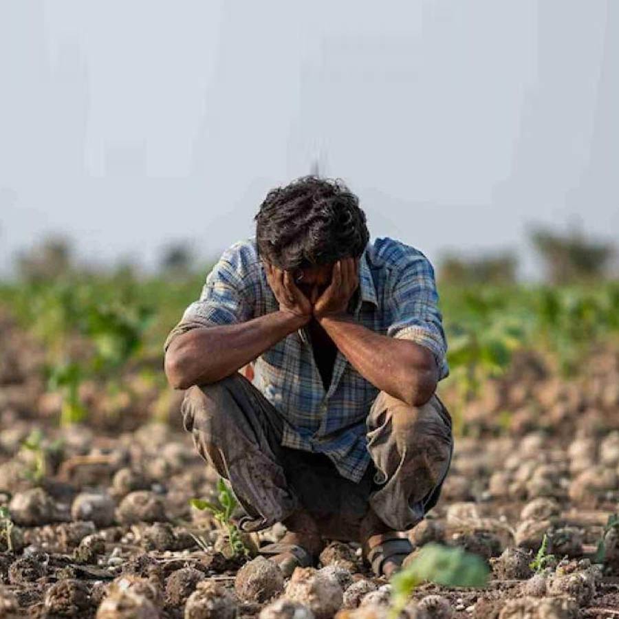 How Farmers Grow Strawberries Despite Tropical Heat, Turning Region into Berry Hub