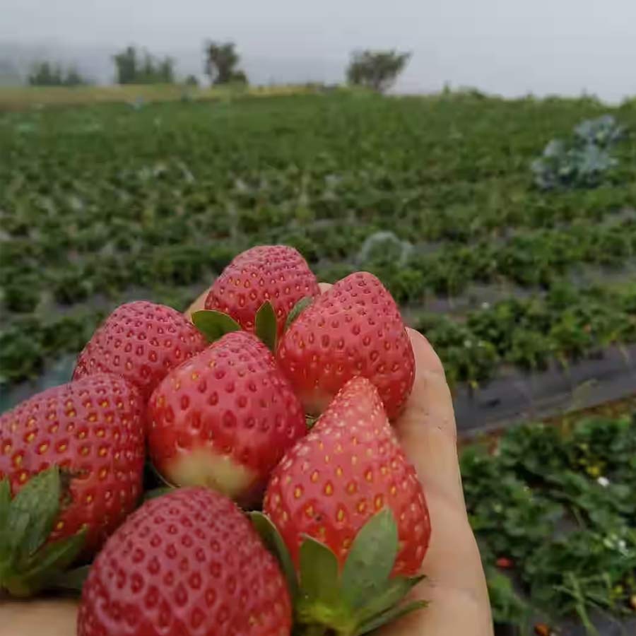 How Farmers Grow Strawberries Despite Tropical Heat, Turning Region into Berry Hub