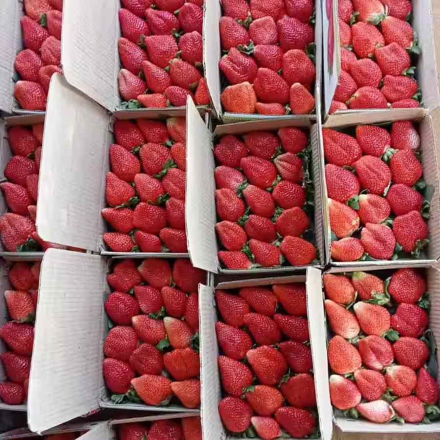 How Farmers Grow Strawberries Despite Tropical Heat, Turning Region into Berry Hub