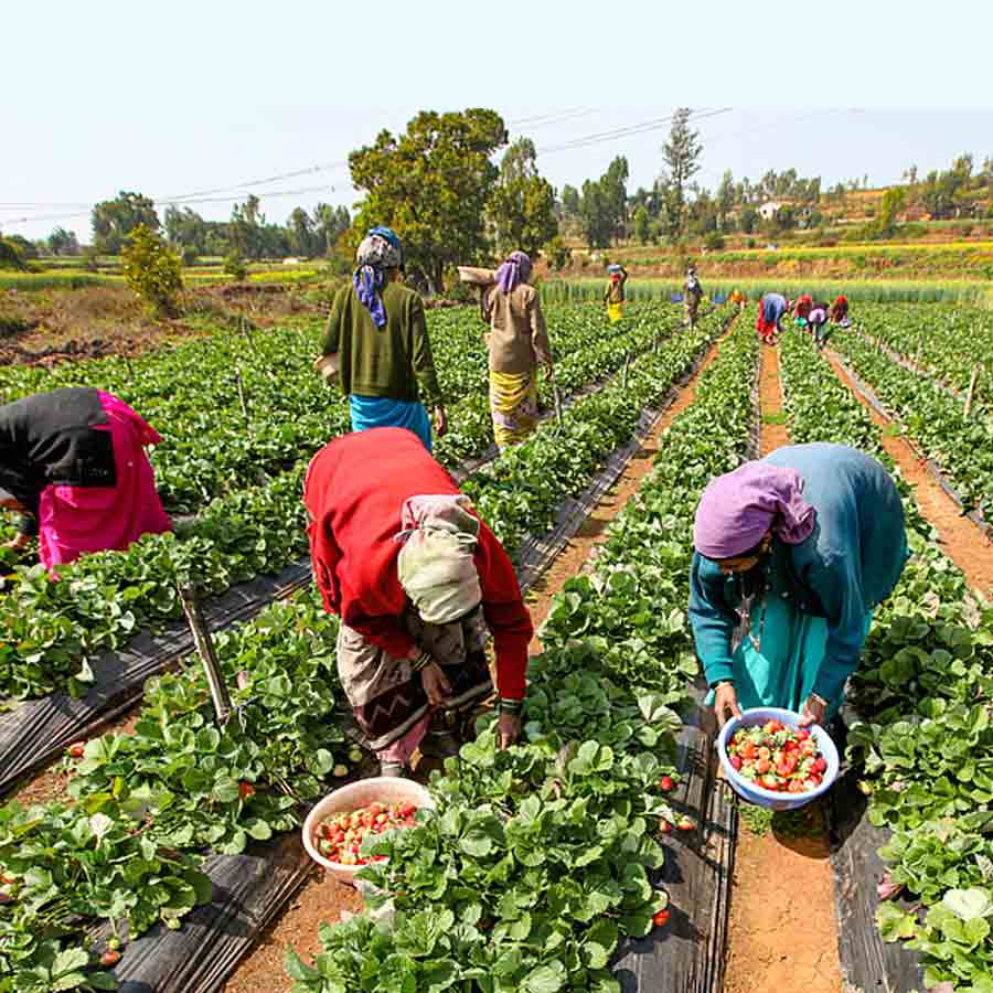 How Farmers Grow Strawberries Despite Tropical Heat, Turning Region into Berry Hub