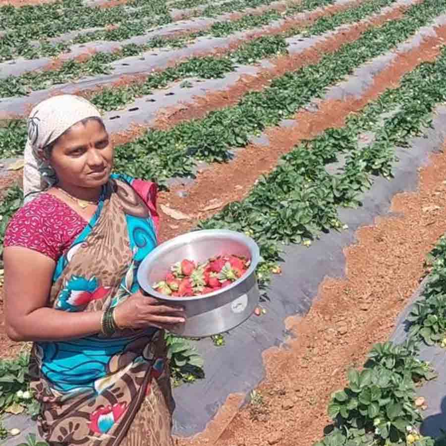 How Farmers Grow Strawberries Despite Tropical Heat, Turning Region into Berry Hub