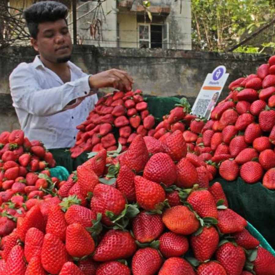 How Farmers Grow Strawberries Despite Tropical Heat, Turning Region into Berry Hub
