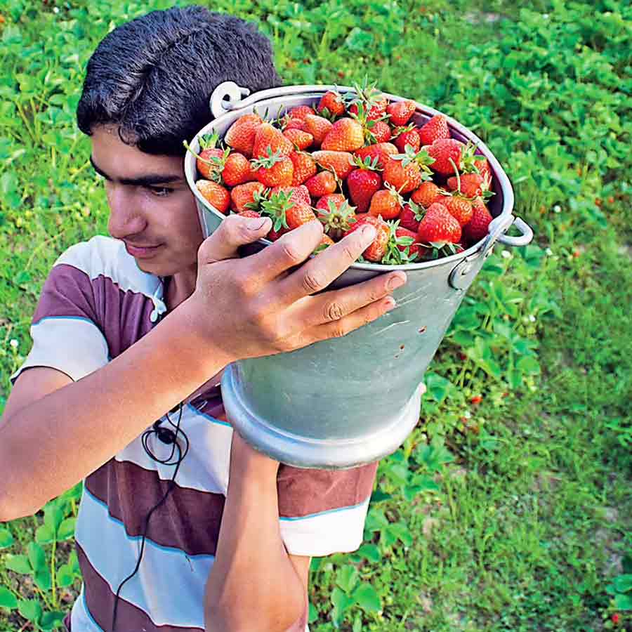 How Farmers Grow Strawberries Despite Tropical Heat, Turning Region into Berry Hub