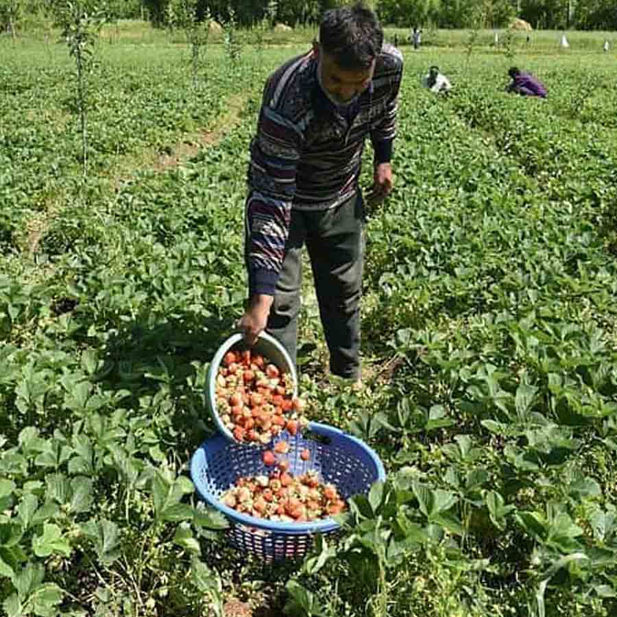 How Farmers Grow Strawberries Despite Tropical Heat, Turning Region into Berry Hub