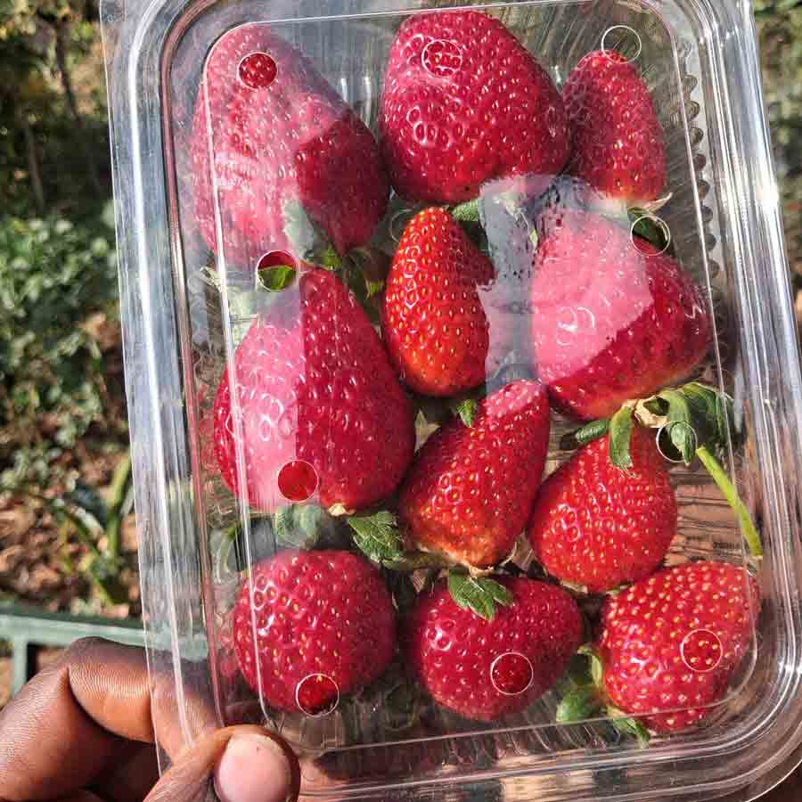 How Farmers Grow Strawberries Despite Tropical Heat, Turning Region into Berry Hub